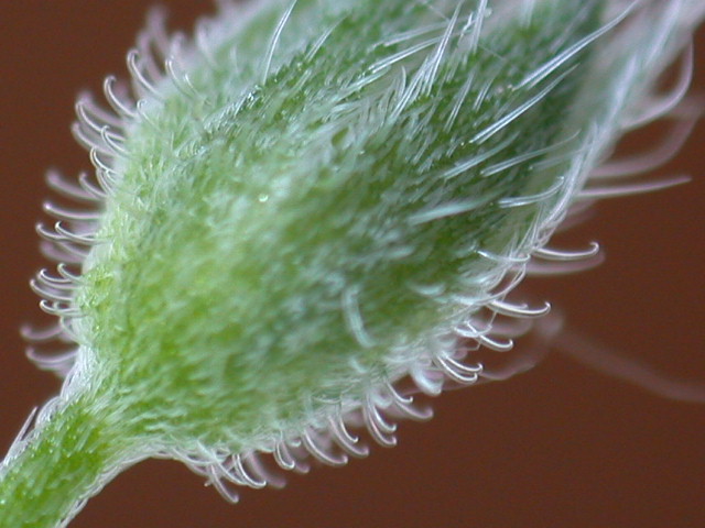 Myosotis sylvatica / Nontiscordardim dei boschi